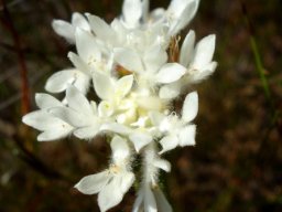 Lachnaea eriocephala flowerhead